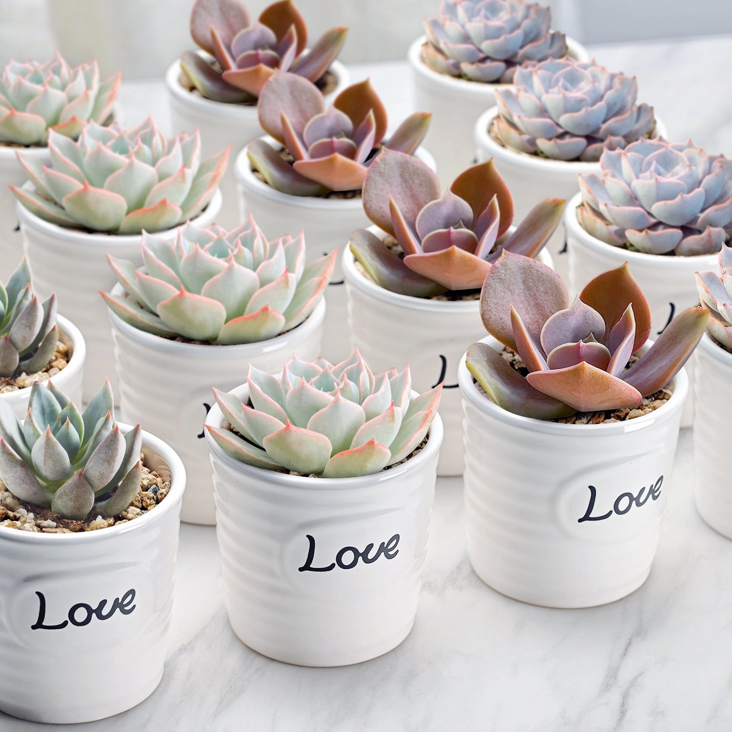 50 Assorted Rosettes Succulents (10 Varieties)