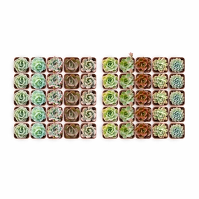 50 Assorted Rosettes Succulents (10 Varieties) mini ornamental plant  