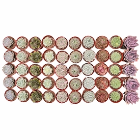 50 Assorted Succulents Set (4 inch) mini ornamental plant  