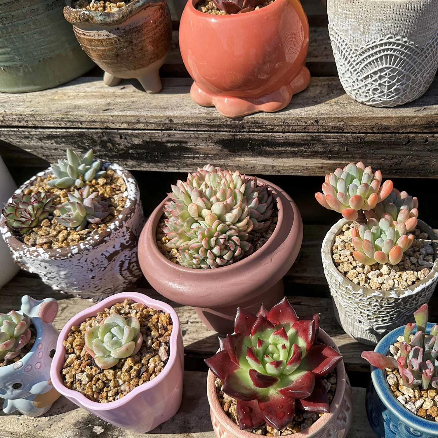 5 Assorted Rosettes for Beginners (5 Varieties)