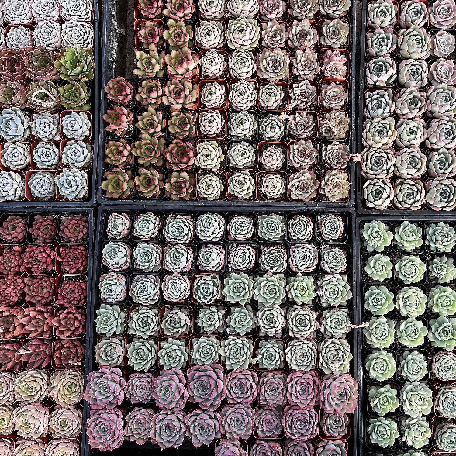 5 Assorted Rosettes for Beginners (5 Varieties)