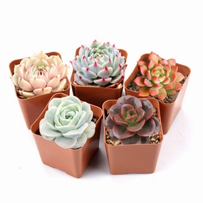 5 Assorted Rosettes for Beginners (5 Varieties) mini ornamental plant  