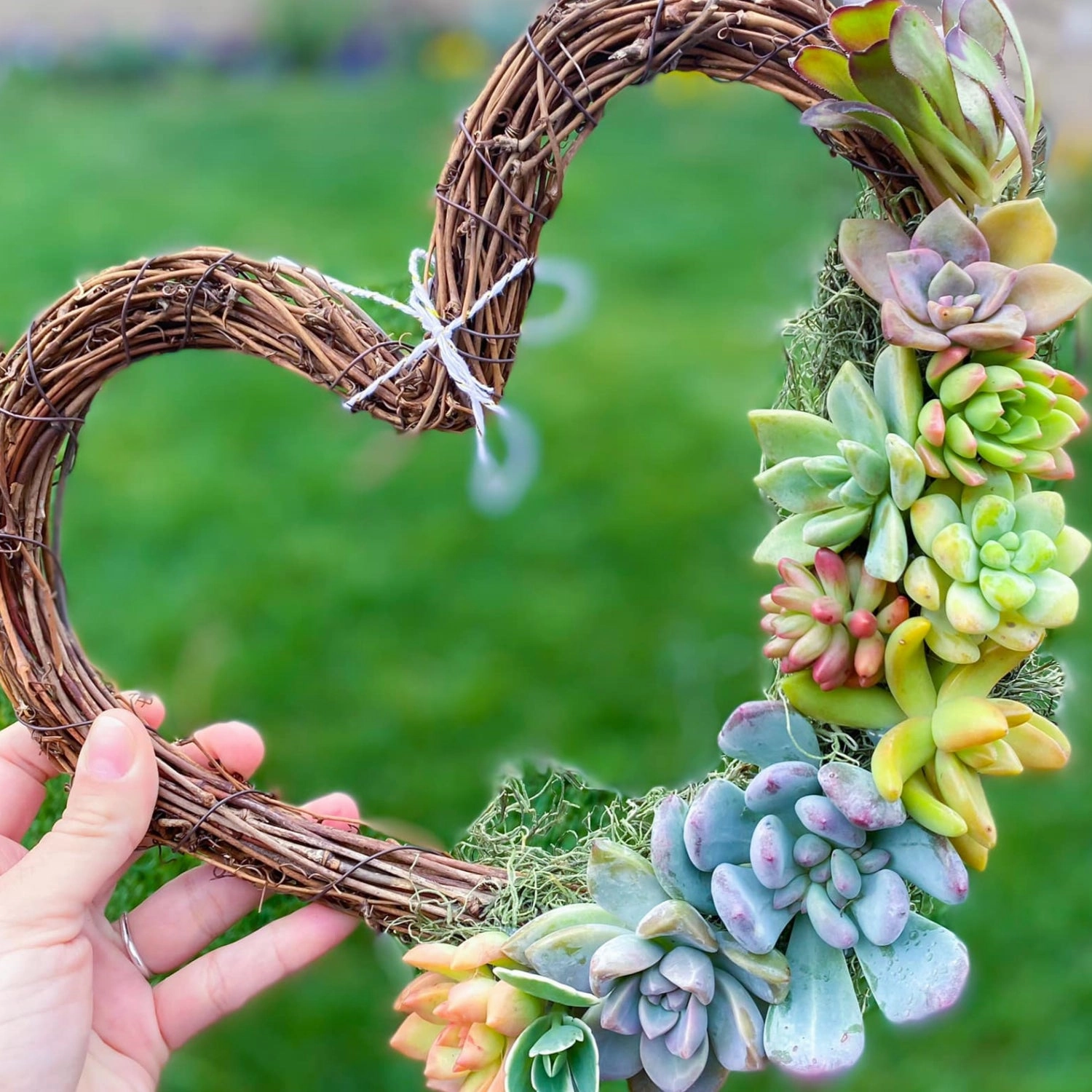 5 Assorted Rosettes for Beginners (5 Varieties)