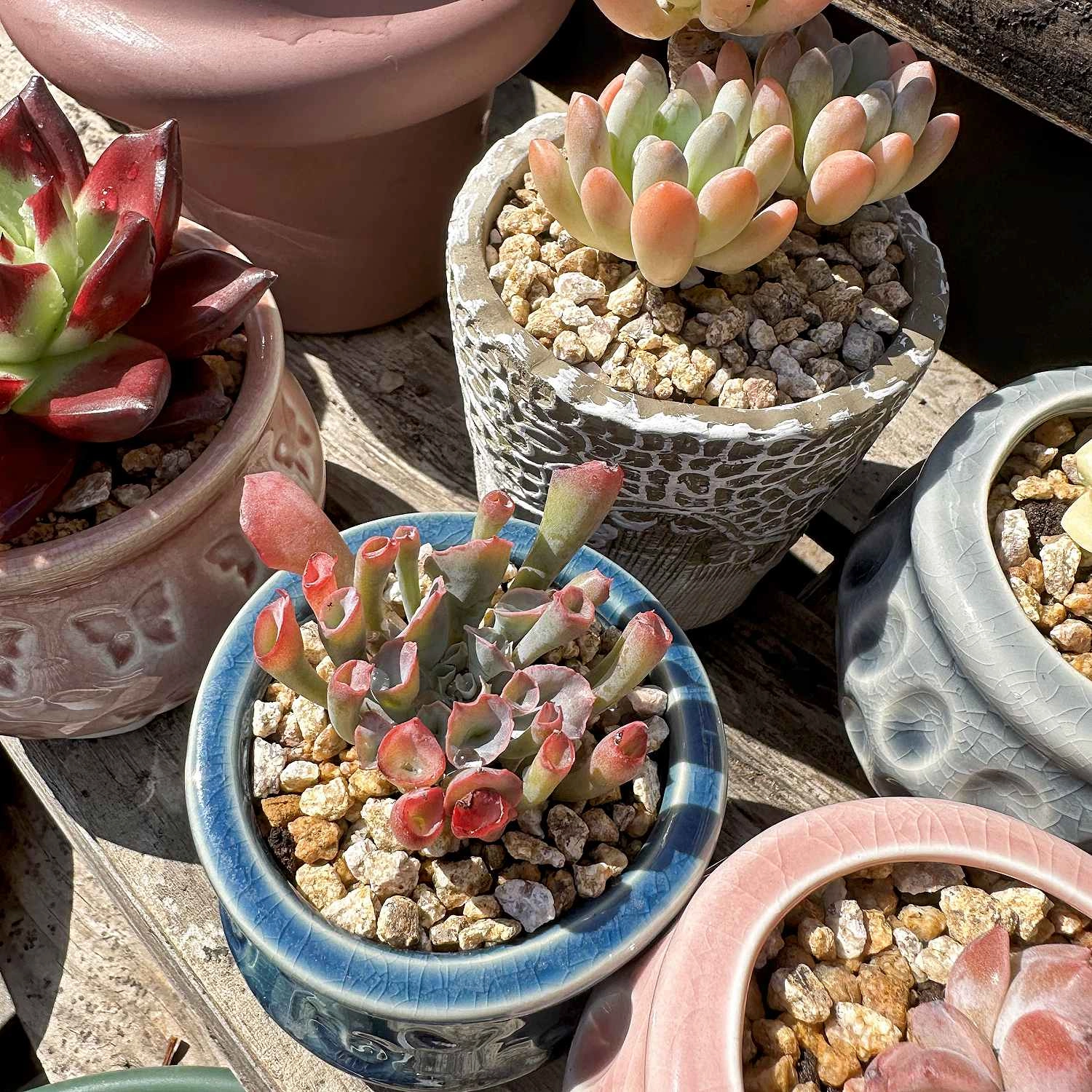 5 Assorted Rosettes for Beginners (5 Varieties)