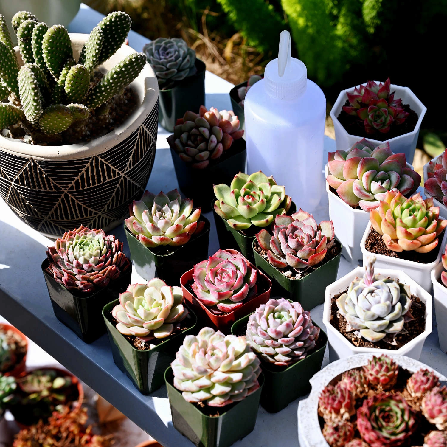 5 Assorted Rosettes for Beginners (5 Varieties)