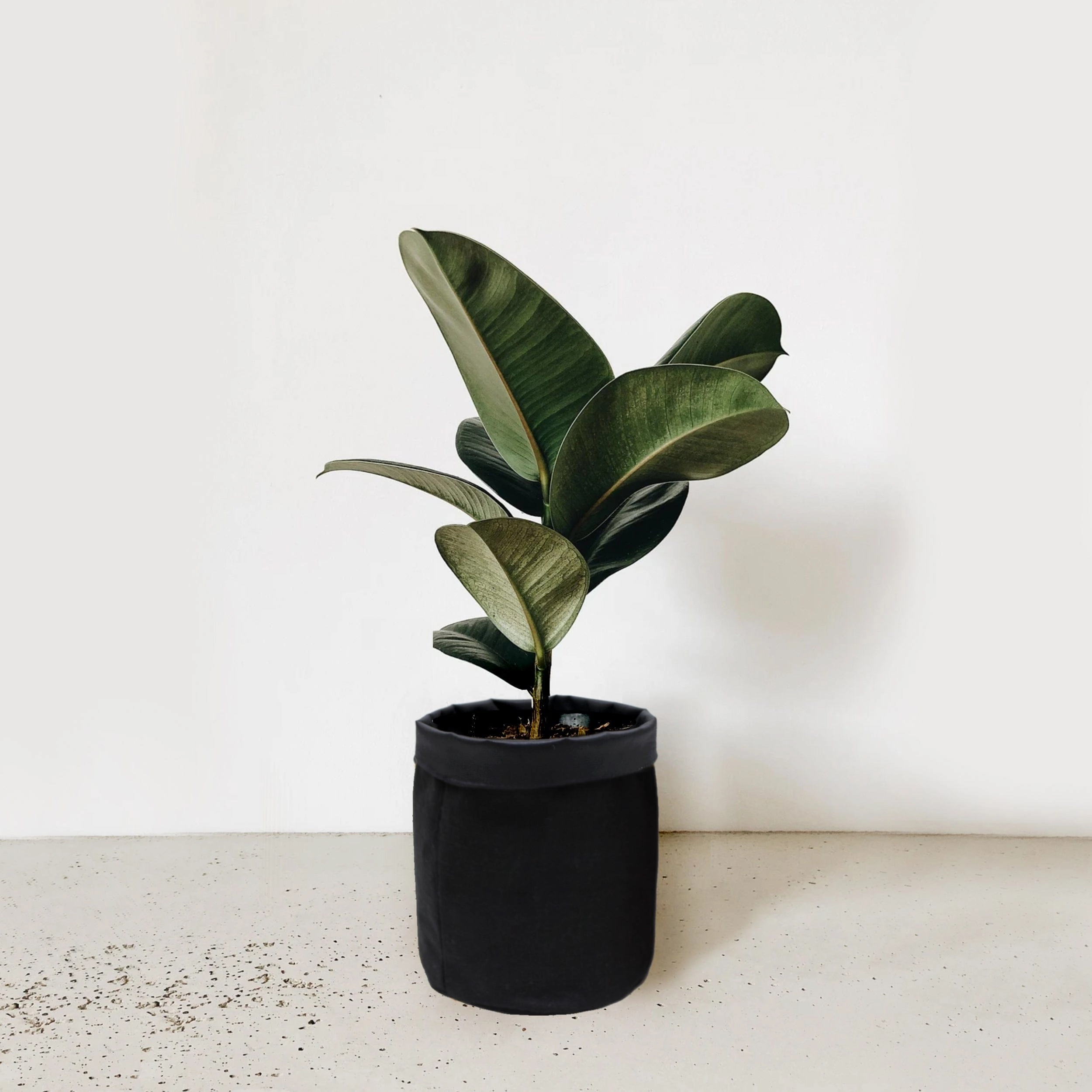 5 inch Cotton Black Pot Planter Bag hanging green plant  
