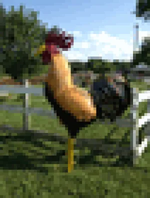 5ft Metal Rooster decorative plants  