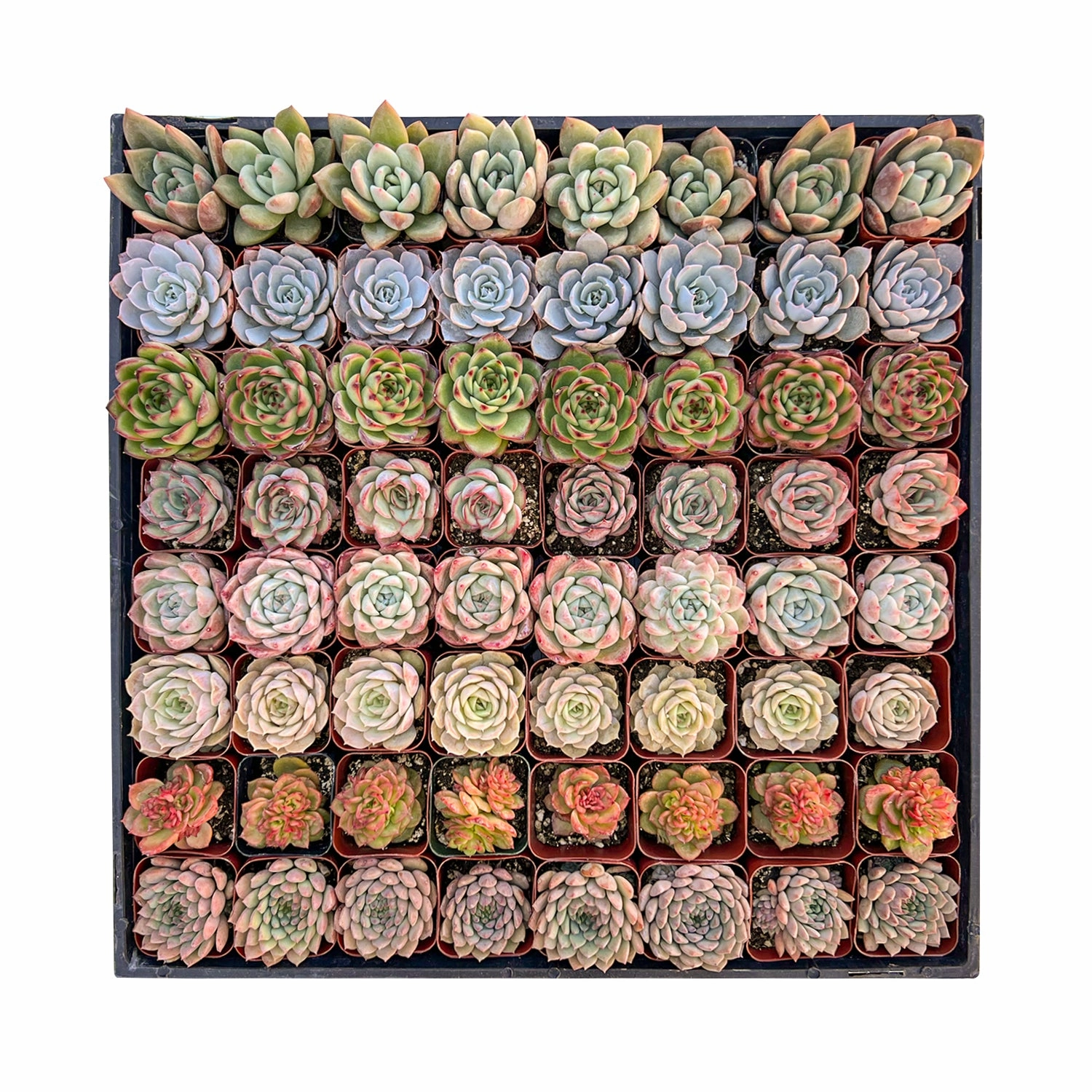 64 Assorted Rosette Succulents mini ornamental plant  