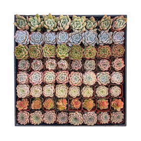 64 Assorted Rosette Succulents mini ornamental plant  