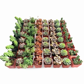 64 Assorted Succulents mini ornamental plant  