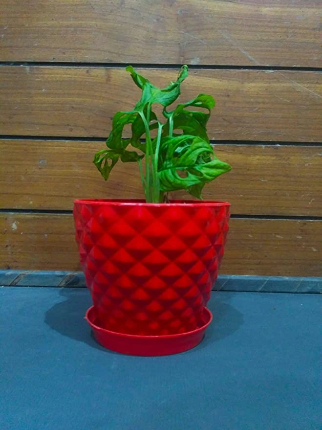 6 Inches Multicolored Plastic Table Pots (6 Pots with Trays)