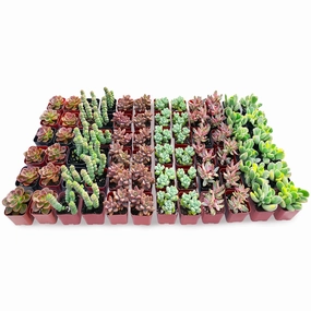 72 Assorted Succulents (6 Varieties) mini ornamental plant  