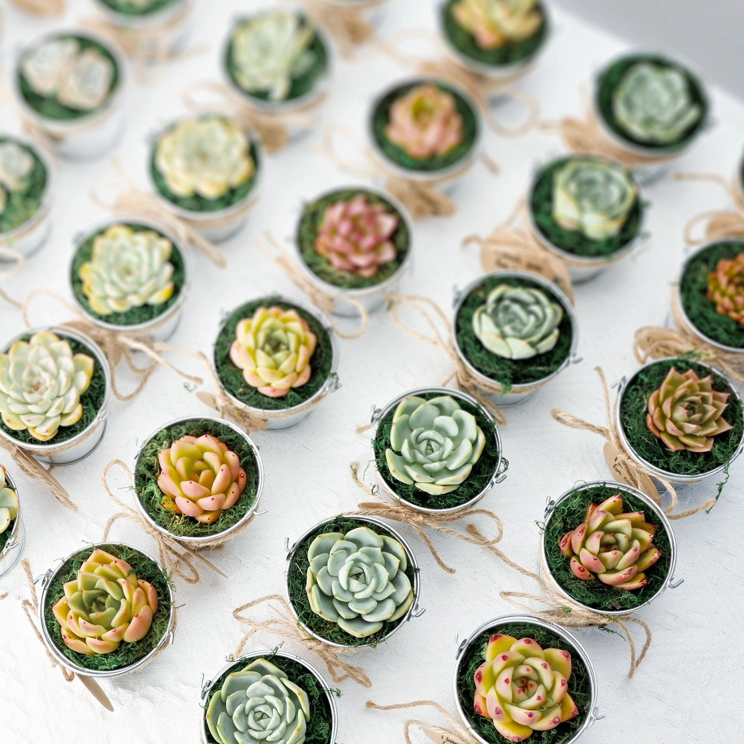 8 Assorted Rosettes (8 Varieties)