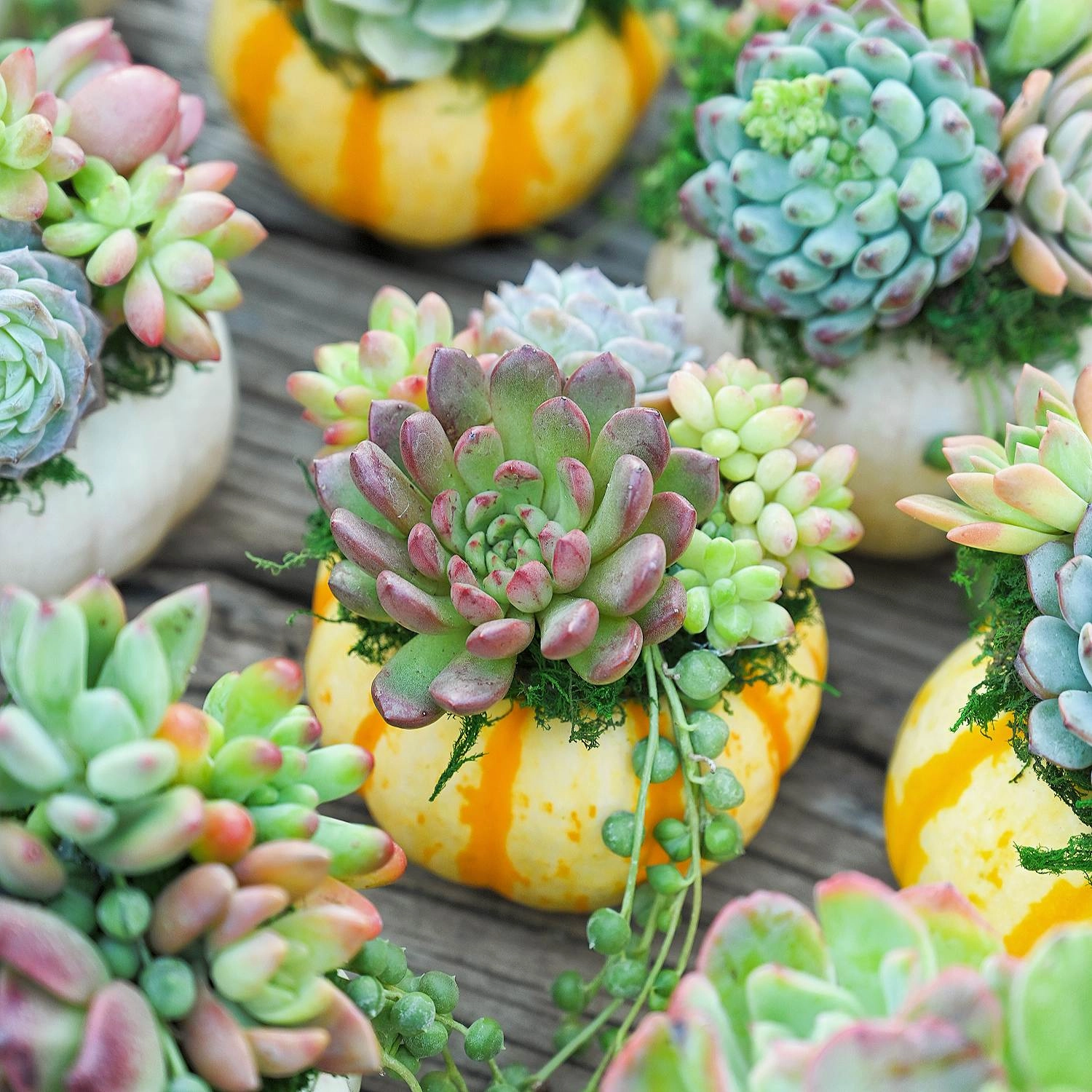 8 Assorted Rosettes (8 Varieties)