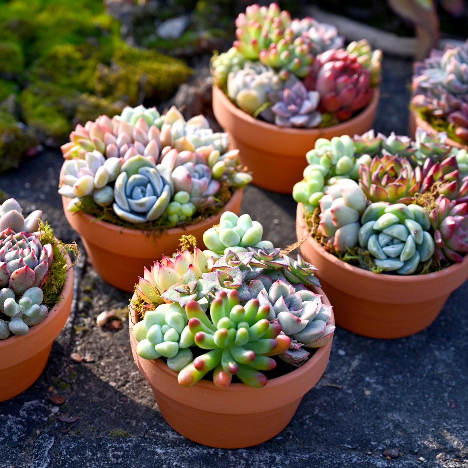8 Assorted Rosettes (8 Varieties)