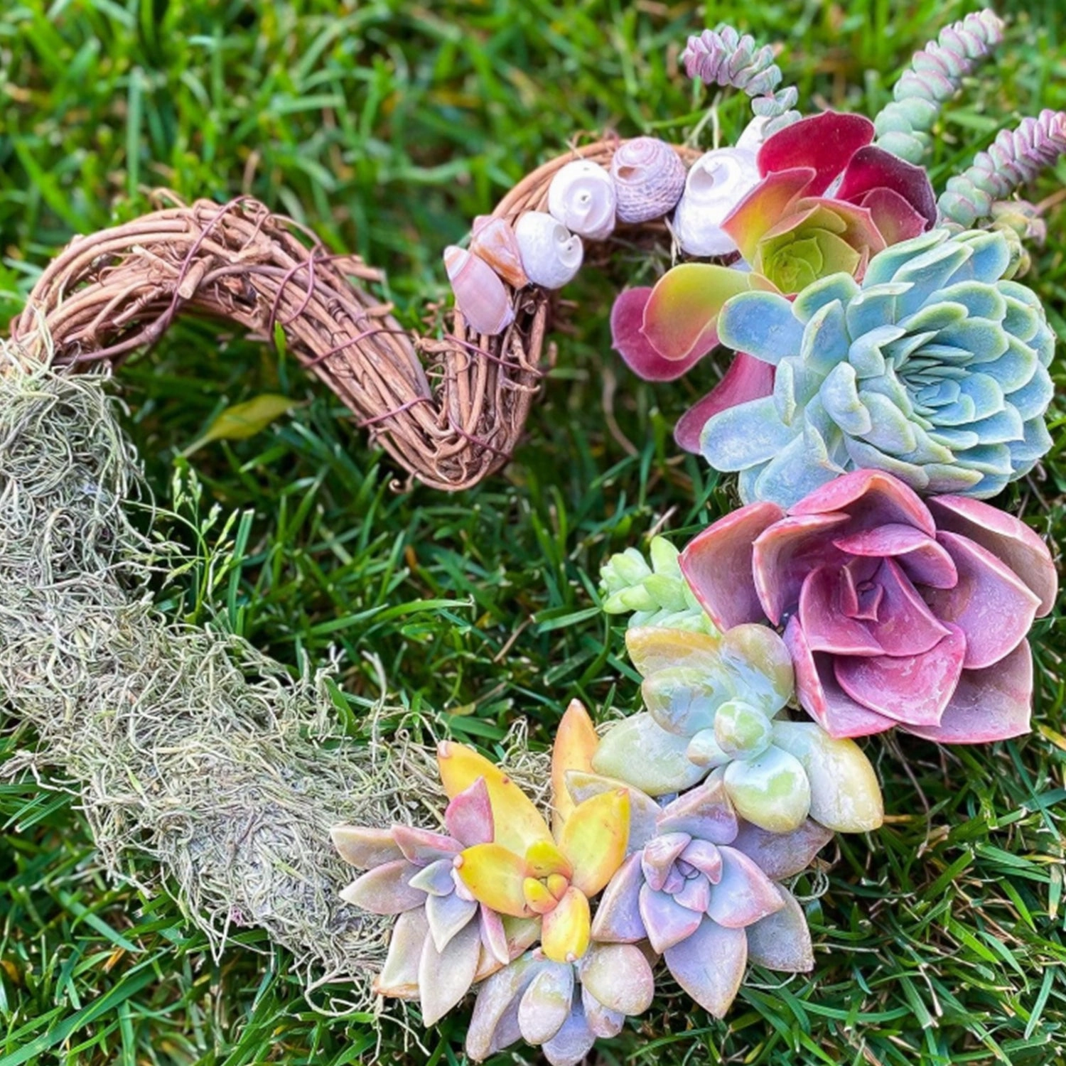 8 Assorted Rosettes (8 Varieties)