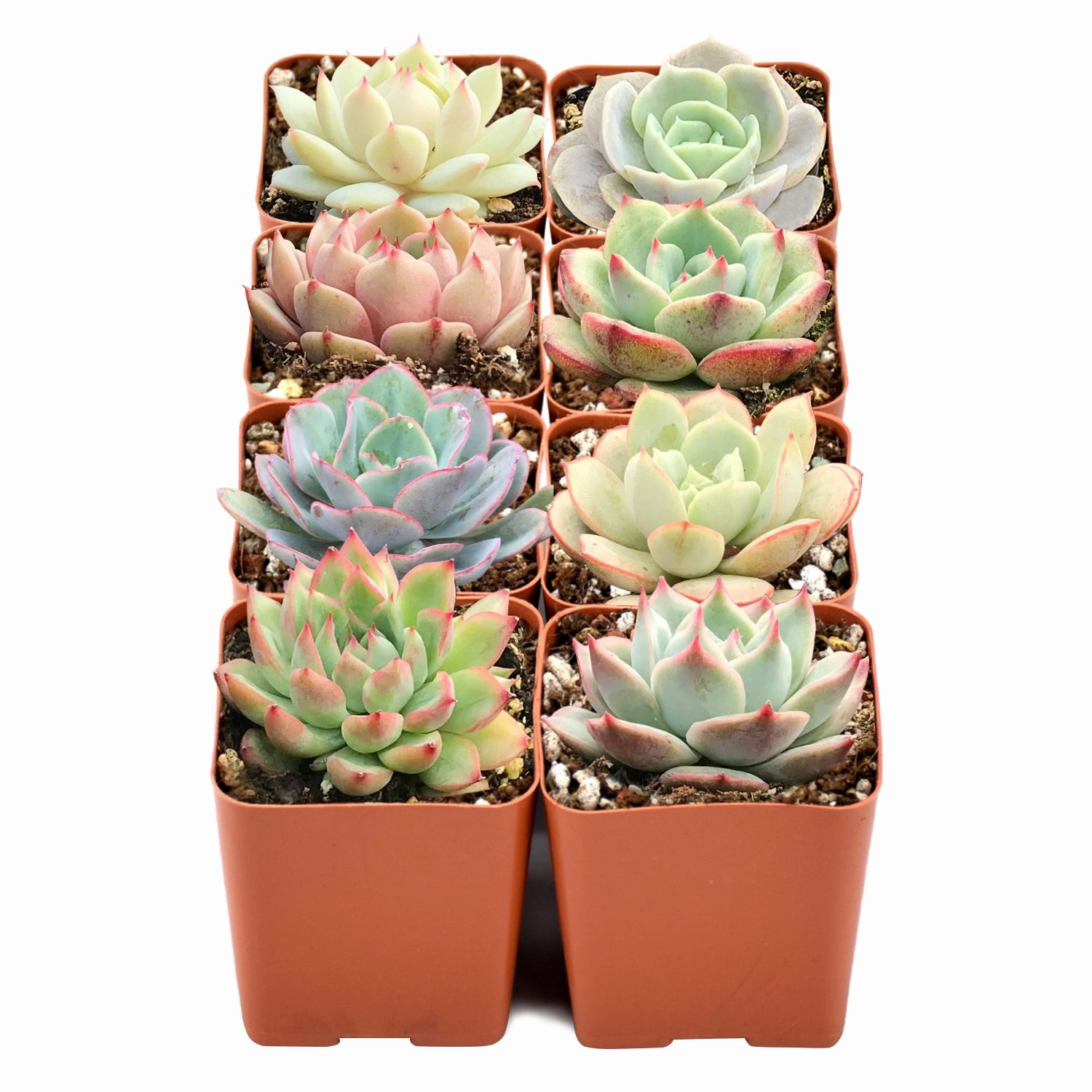 8 Assorted Rosettes (8 Varieties) mini ornamental plant  