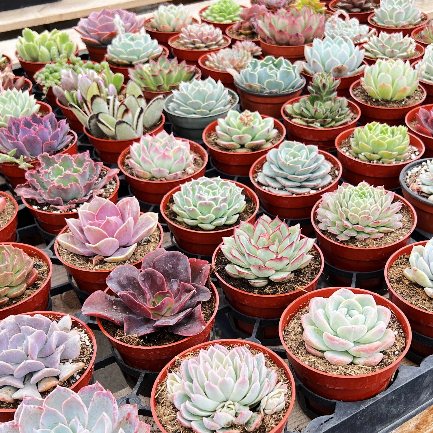 9 Assorted Rooted Succulents Plants (4 inch)
