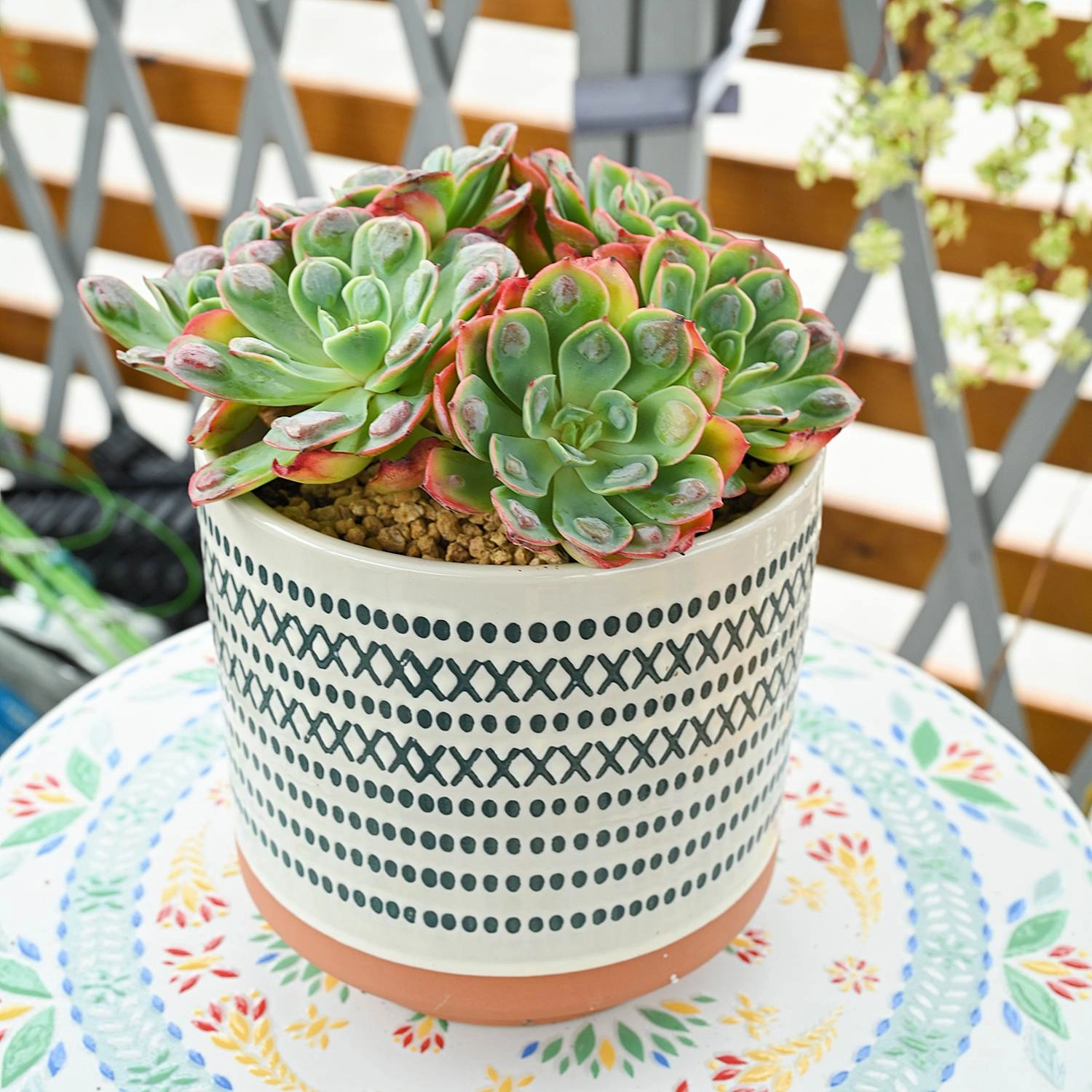 9 Assorted Rooted Succulents Plants (4 inch)