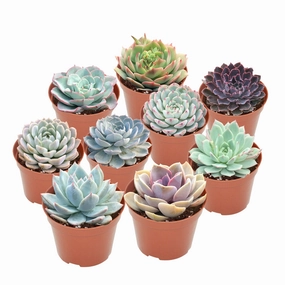 9 Assorted Rooted Succulents Plants (4 inch) mini ornamental plant  