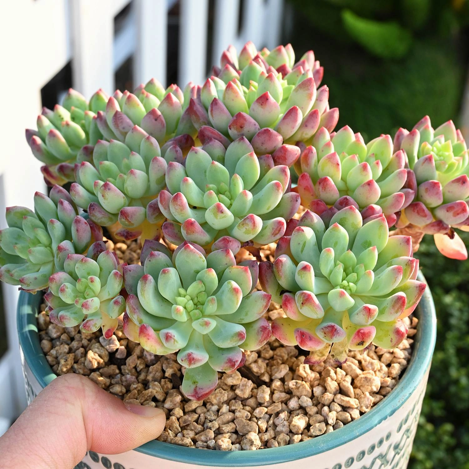 9 Assorted Rooted Succulents Plants (4 inch)