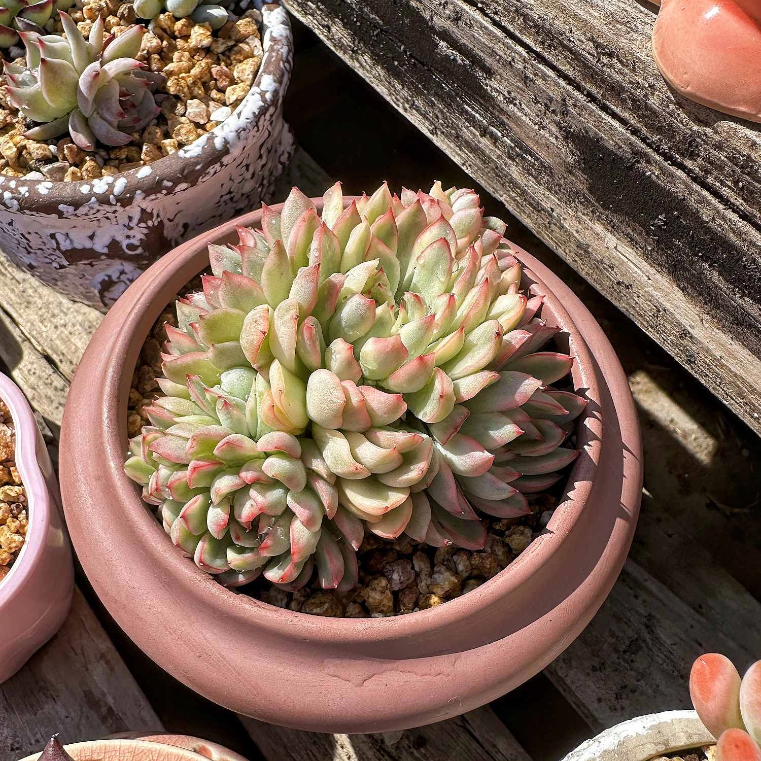 9 Assorted Rooted Succulents Plants (4 inch)