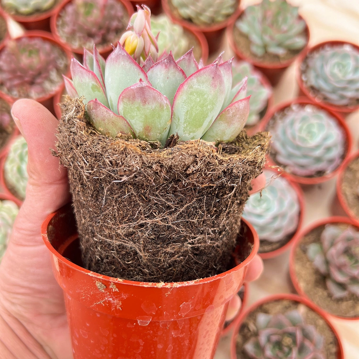 9 Assorted Rooted Succulents Plants (4 inch)