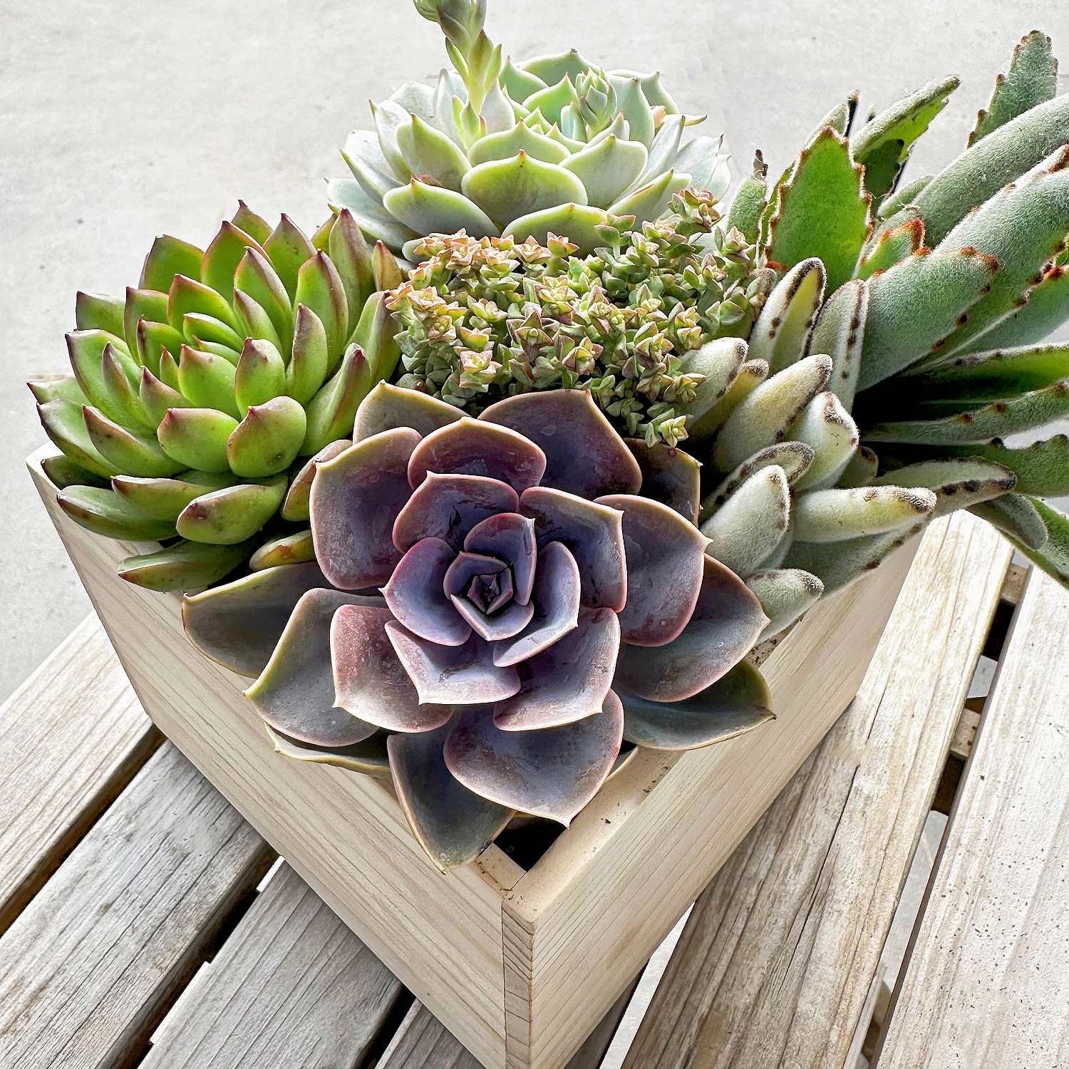 9 Assorted Rooted Succulents Plants (4 inch)