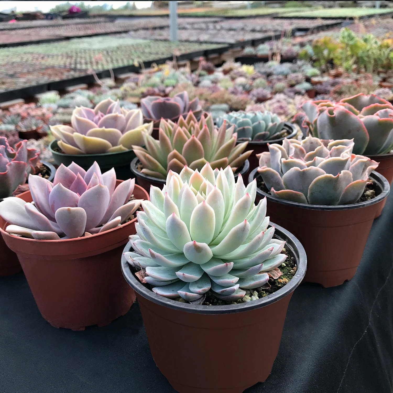 9 Assorted Rooted Succulents Plants (4 inch)