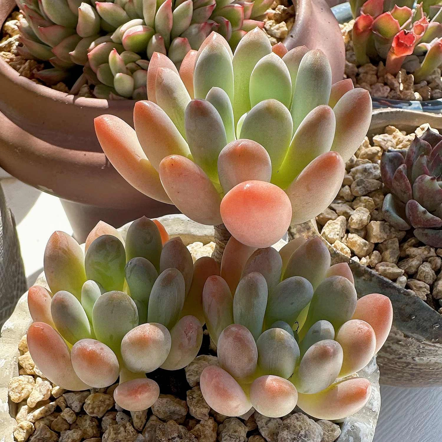 9 Assorted Rooted Succulents Plants (4 inch)