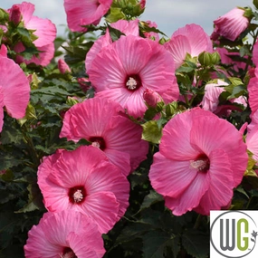 'Airbrush Effect' Hibiscus | Rose Mallow traditional flower vase  