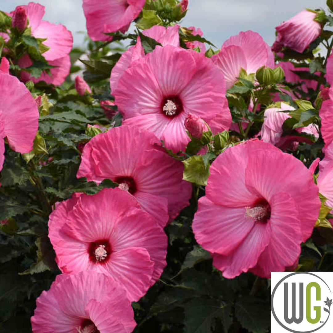 'Airbrush Effect' Hibiscus | Rose Mallow traditional flower vase  