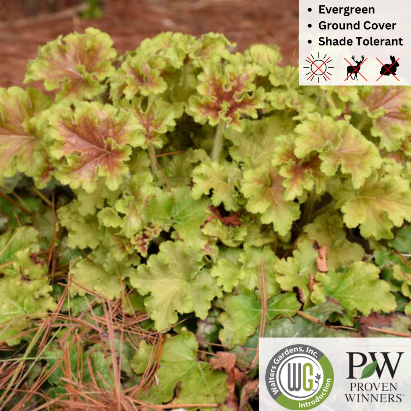 'Apple Twist' Coral Bells - DOLCE Series | Heuchera 'Apple Twist'