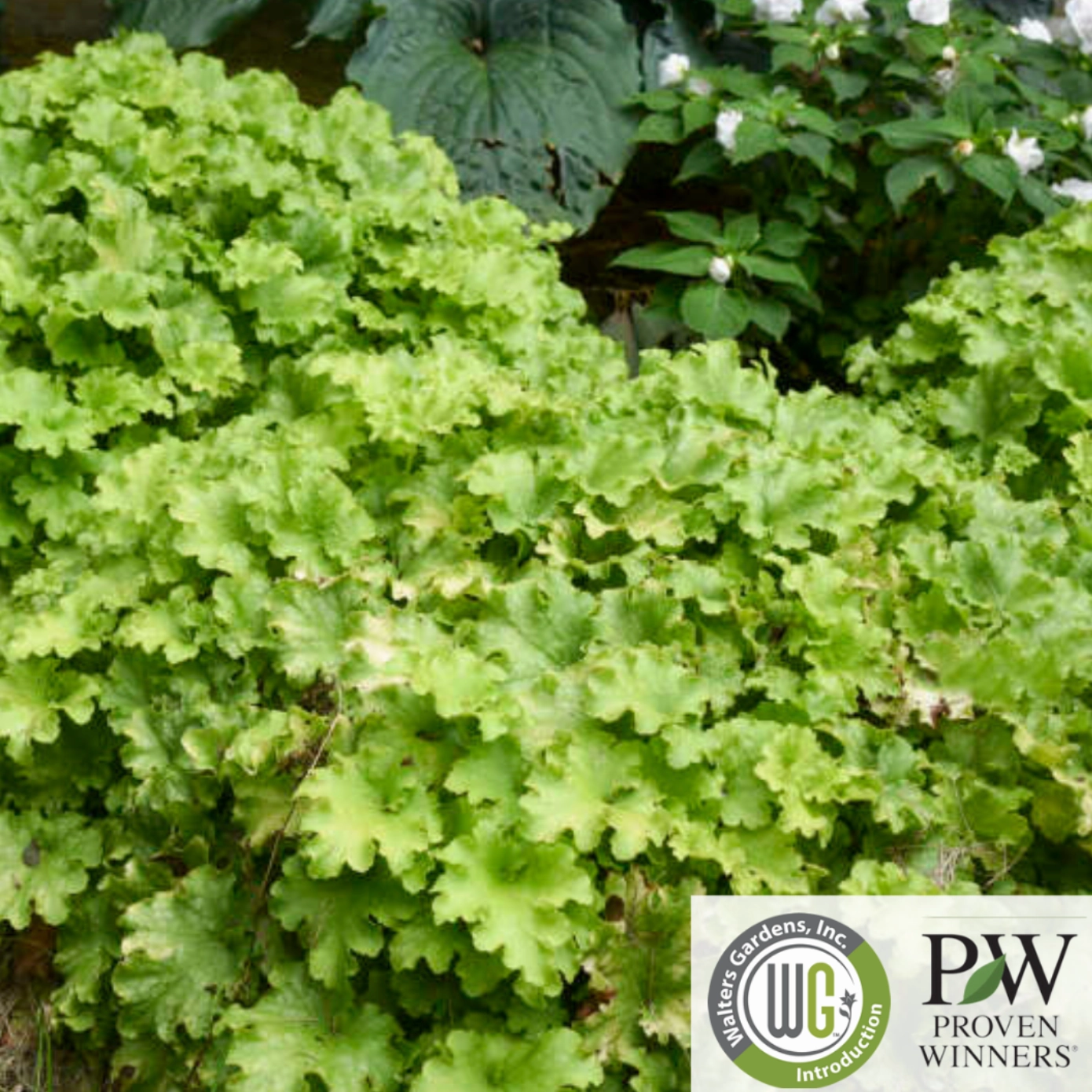 'Apple Twist' Coral Bells - DOLCE Series | Heuchera 'Apple Twist'