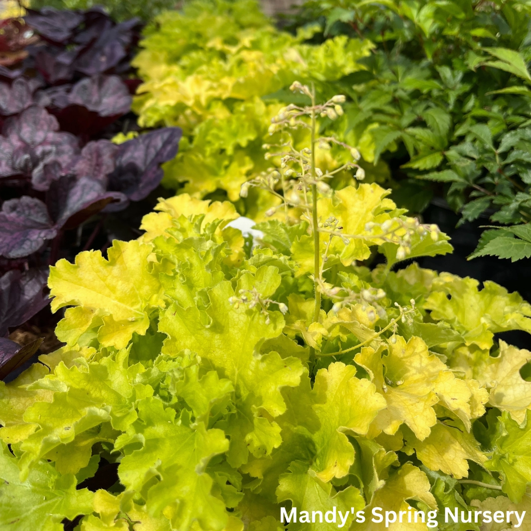 'Apple Twist' Coral Bells - DOLCE Series | Heuchera 'Apple Twist'
