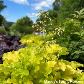 'Apple Twist' Coral Bells - DOLCE Series | Heuchera 'Apple Twist' single layer plant shelf  