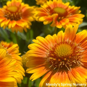 'Arizona Apricot' Blanket Flower | Gaillardia a. 'Arizona Apricot' traditional flower vase  
