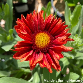'Arizona Red Shades' Blanket Flower | Gaillardia aristata traditional flower vase  