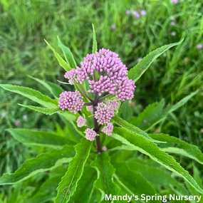 'Baby Joe' Pye Weed | Eupatorium dubium traditional flower vase  