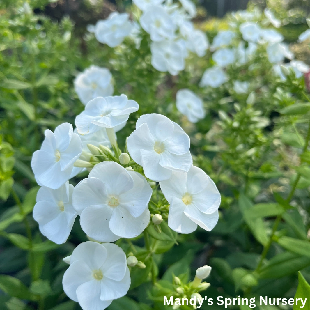 'Backlight' Tall Garden Phlox | Phlox paniculata traditional flower vase  