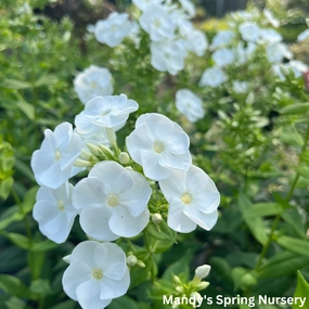 'Backlight' Tall Garden Phlox | Phlox paniculata traditional flower vase  