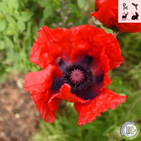 'Beauty of Livermere' Oriental Poppy | Papaver orientale 'Beauty of Livermere' traditional flower vase  