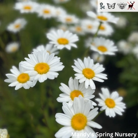 'Becky' Shasta Daisy | Leucanthemum superbum traditional flower vase  