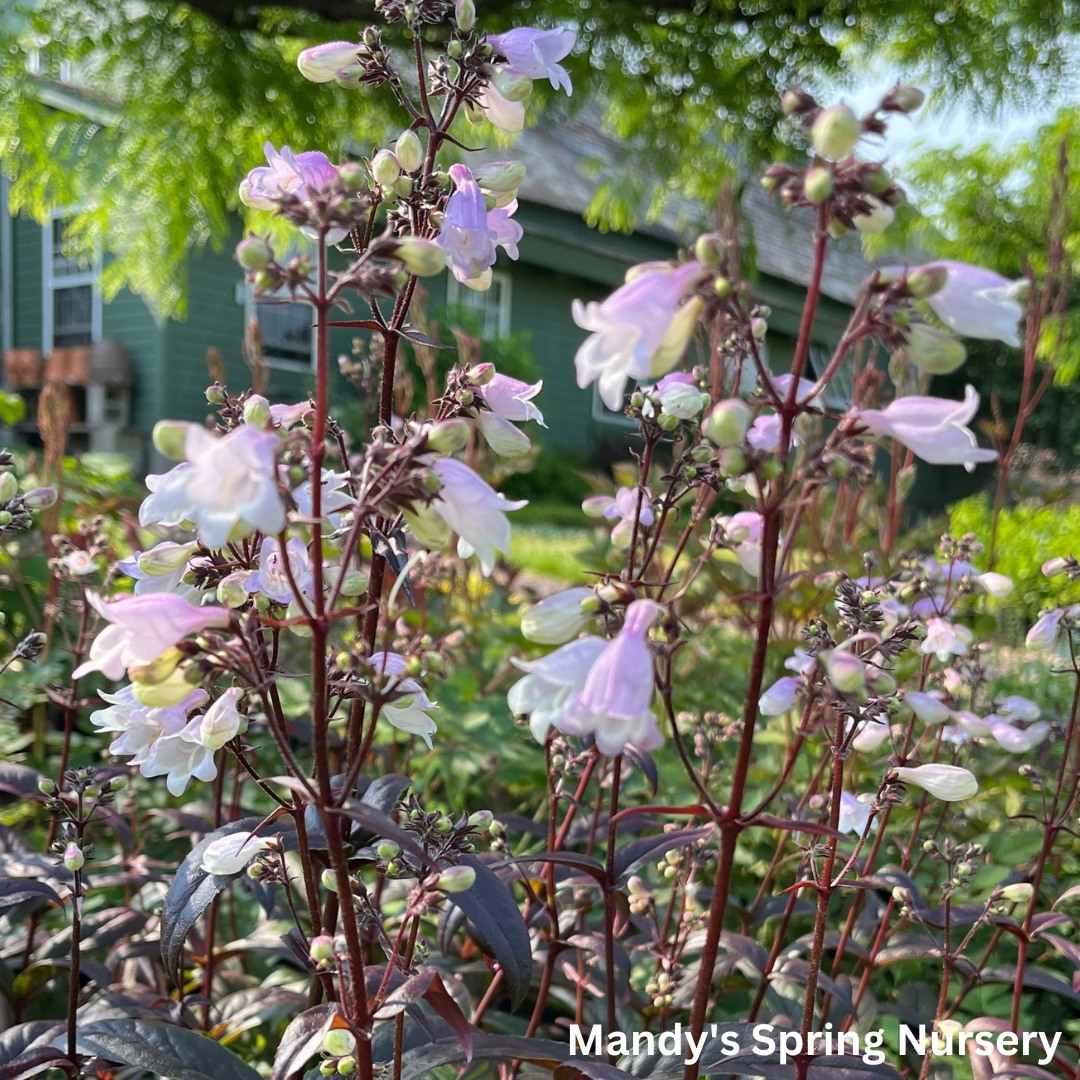 'Blackbeard' Beardtongue | Penstemon 'Blackbeard' traditional flower vase  