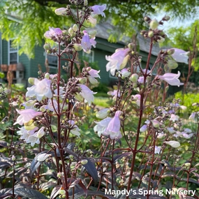'Blackbeard' Beardtongue | Penstemon 'Blackbeard' traditional flower vase  