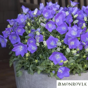 'Blue Clips' Bellflower | Campanula carpatica single layer plant shelf  