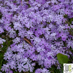 'Blue Emerald' Creeping Phlox | Phlox subulata traditional flower vase  