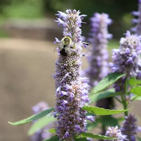 'Blue Fortune' Anise Hyssop | Agastache traditional flower vase  