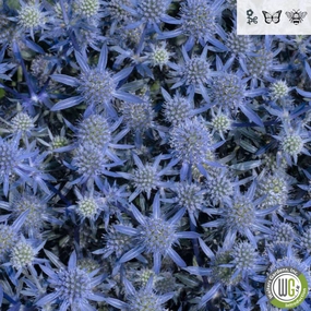 'Blue Glitter' Sea Holly | Eryngium 'Blue Glitter' traditional flower vase  