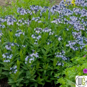 'Blue Ice' Blue Star | Amsonia traditional flower vase  